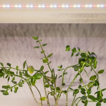 Лента светодиодная FITO-Strip Light-Rа90-3m 3м для растений полноспектральная IP65 Эра Б0059881
